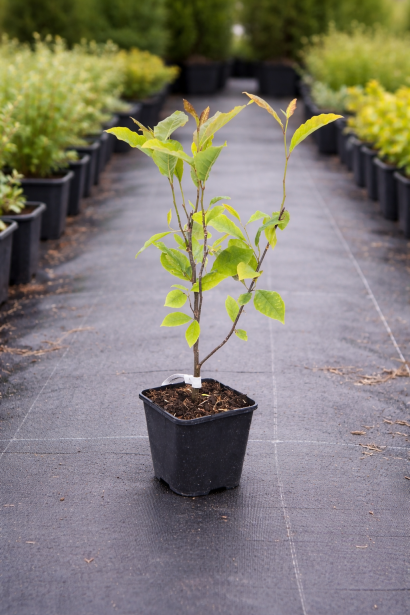 Магнолія Ломбарді Роуз купити п9, 0,5л, р9